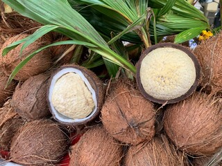 sprouted coconuts alive with leafs