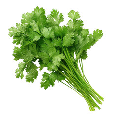 A bunch of fresh green cilantro is displayed on white background or transparent