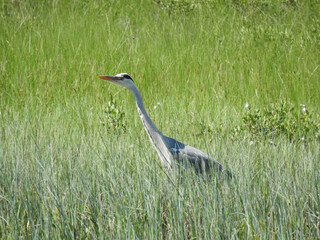 Graureiher im seichten Wasser, Schweden
