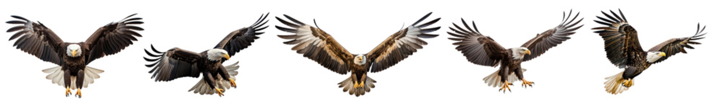 Flying bird png cut out element set
