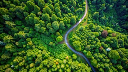 Fototapeta premium Bird's eye view of a winding path through a lush forest , woodland, direct route, bird's eye perspective, trees, nature, pathway