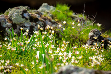 Spring flowers under the rays of sunlight. Snowdrops close-up. Beautiful landscape of nature. Hi spring. Beautiful flowers on a green meadow.