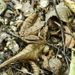 Forest Floor Surprise - A close-up of a common frog perfectly camouflaged in a bed of autumn leaves