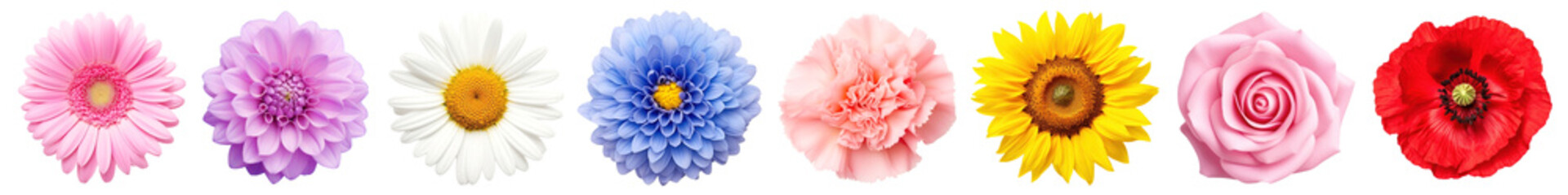 Fototapeta premium Realistic flower png cut out element set