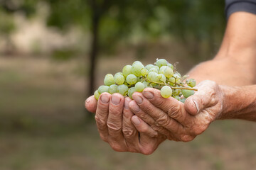 Grapes harvest. Farmers hands with freshly harvested grapes.