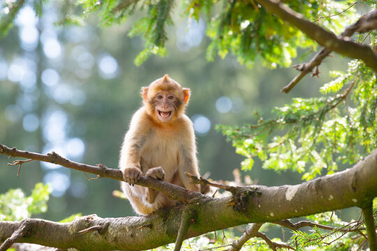 Barbary macaque ape, rhesus monkey, wildlife of North Africa, habitat jungle, young baby animal