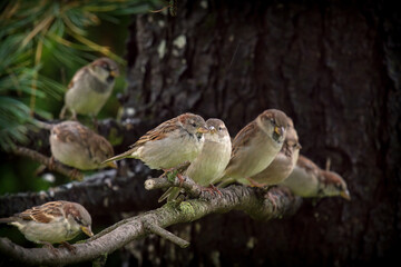 a group of sparrows perching on a twig from a pine tree at a autumn day