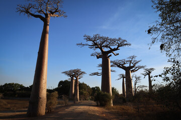 Panorama con alberi di baobab in controluce. Madagascar