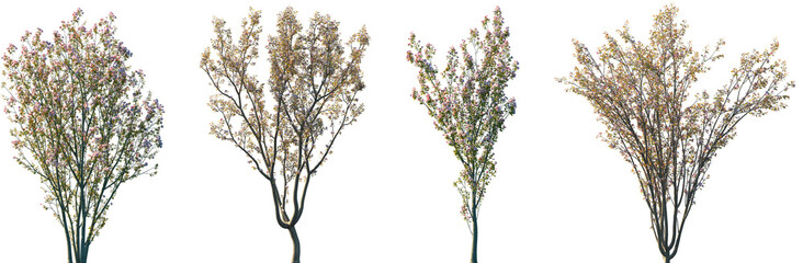 Set of 2 Malus micromalus and 2 Cerasus yedoensis blossoming trees isolated png on a transparent background perfectly cutout
