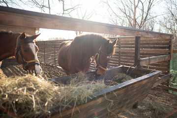 brown horse with a bridle eats hay from a wooden trough outside a barn on a farm