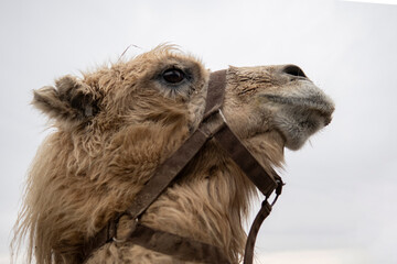 Curious camel at a farm gazes at the sky, head tilted back, eyes wide open. Wearing harness in front of metal fence under overcast sky