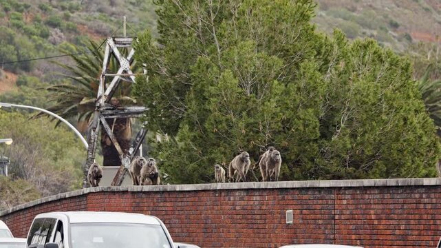 Baboons family walking on stone fence of Simon town in South Africa. Mother baboon carrying her baby and run away. Beautiful shot Baboons family walking at urban background. Wild life animals nature