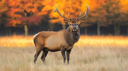 An elk with impressive antlers stands gracefully in a golden meadow, surrounded by trees adorned in the rich hues of autumn, capturing the tranquility of nature at dusk