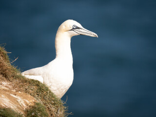 Northern Gannet Perched on a Cliff Face