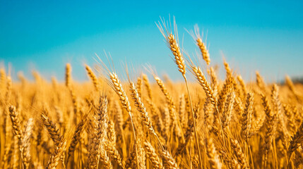 Fototapeta premium A vast field of golden wheat swaying gently in the breeze under a bright blue sky