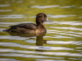 Female Tufted Duck on a Lake