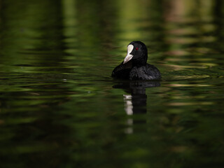 Coot Waterfowl Bird on a Lake