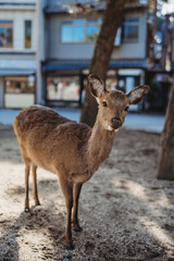 Deer in the Town