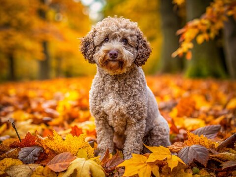 Adorable Lagotto Romagnolo dog sits amongst a vibrant pile of fallen autumn leaves, its curly coat blending with the colorful foliage, evoking warm seasonal joy.