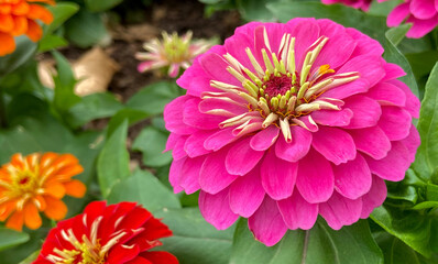 Fototapeta premium Zinnia peruviana colorful garden flowers in the park.Ornamental gardening concept.Floral background.Selective focus.