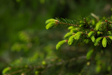 green outdoor background with evergreen coniferous plant