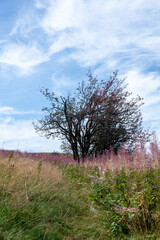 Pink flowers on a green meadow with a tree