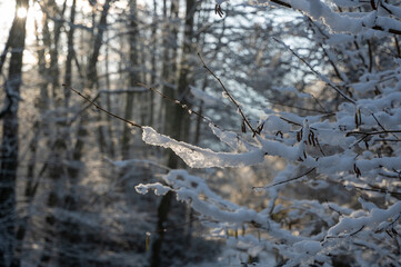 Small snow-covered branches in the evening light