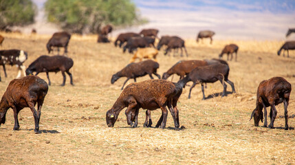 Rams and lambs graze in a meadow. Cattle grazing. A flock of rams walks across an autumn field in...
