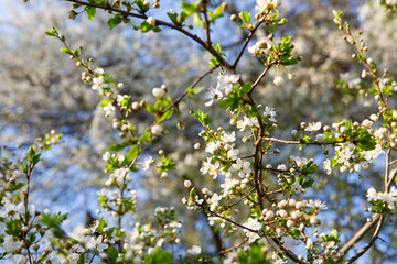 Spring landscape with white blooming flowers and blue sky nature background