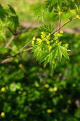 young maple leaves and flowers spring natural background