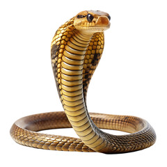 Fototapeta premium King cobra a snake on transparent background
