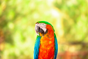 A close-up of a macaw. The multi-colored parrot sits on a perch. The background is blurred, which emphasizes the bird's bright colors.