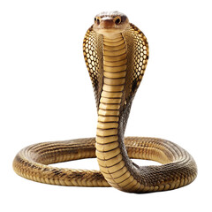 Fototapeta premium King cobra a snake on transparent background