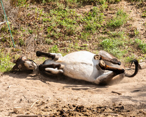 Burro revolc&aacute;ndose placenteramente en el suelo