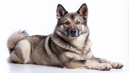 Fototapeta premium Adorable Norwegian Buhund dog with wolf-like features, erect ears, and thick coat in various shades of gray and black, posed against a clean white background.