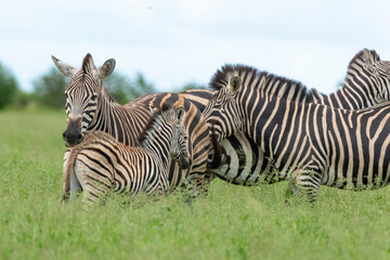 Zèbre de Burchell,.Equus quagga burchelli, Parc national Kruger, Afrique du Sud