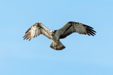 Balbuzard pêcheur, Pandion haliaetus, Western Osprey