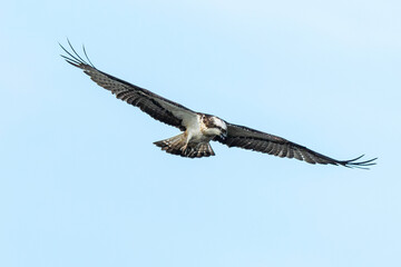 Balbuzard pêcheur, Pandion haliaetus, Western Osprey