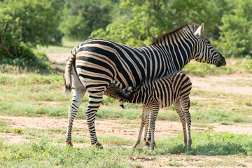 Zèbre de Burchell,.Equus quagga burchelli, Parc national Kruger, Afrique du Sud