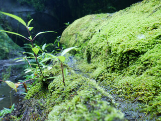 Beautiful green moss on the rock.