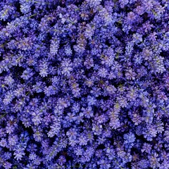Fototapeta premium Lavender flowers texture background, lavandula perfume buds pattern, petals banner, fragrance lilac blossoms