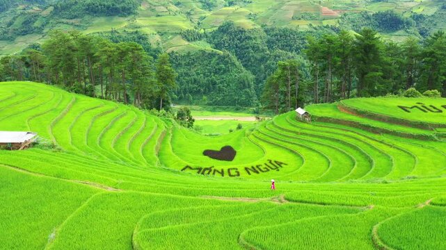 Drone view of the Vietnam rice fields in season because they are planted and green on the mountains,Mu cang chai