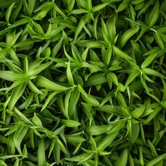 Tarragon texture background, estragon leaf banner, Artemisia dracunculus pattern, fresh herbal leaves