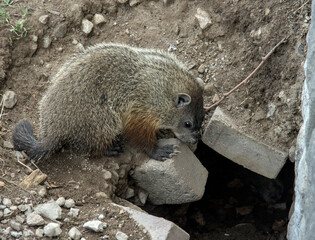 groundhog eating a peanut next to its hole in public park (small ground hog woodchuck wood chuck rodent animal) furry critter with tail