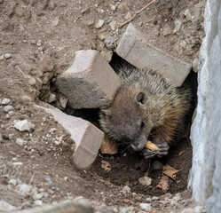 groundhog eating a peanut next to its hole in public park (small ground hog woodchuck wood chuck rodent animal) furry critter with tail
