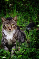 A striped cat sitting in lush green grass, showcasing its alert expression.