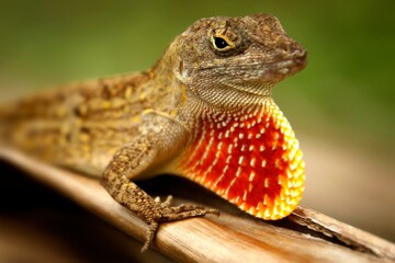A close-up of a lizard displaying its colorful throat during a sunny day.