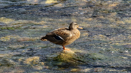 Duck in the water