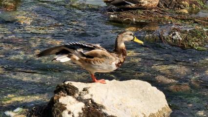 Duck on the rock