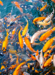 Fototapeta premium There are many colorful Japanese carp fish swimming in the water. Fish farm. The pond is teeming with a school of large fish.